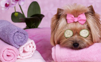 dog salon and spa